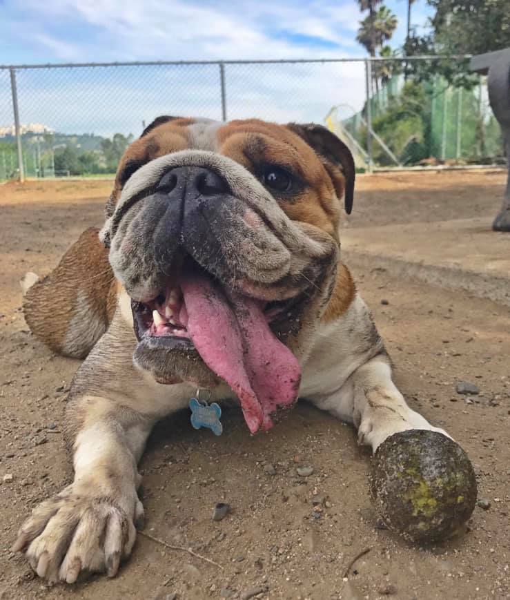 Coco, il cane di Hamilton, è morto