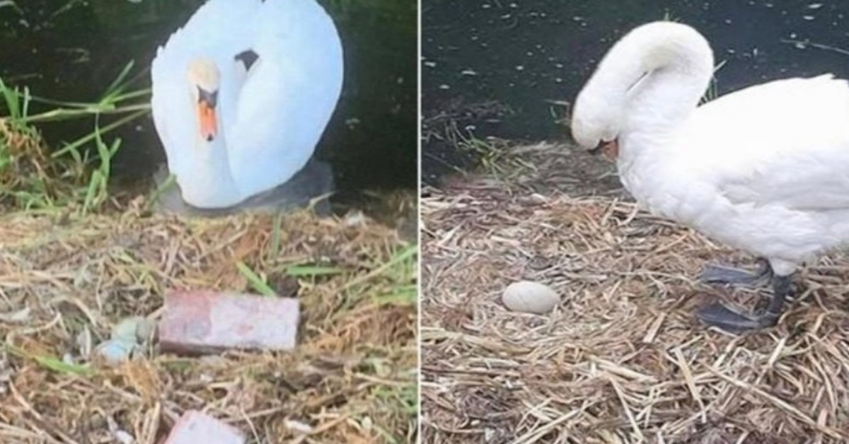 Vandali prendono a sassate le sue uova, mamma cigno muore di crepacuore