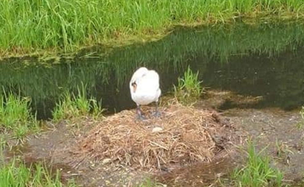 Cigno morto di crepacuore