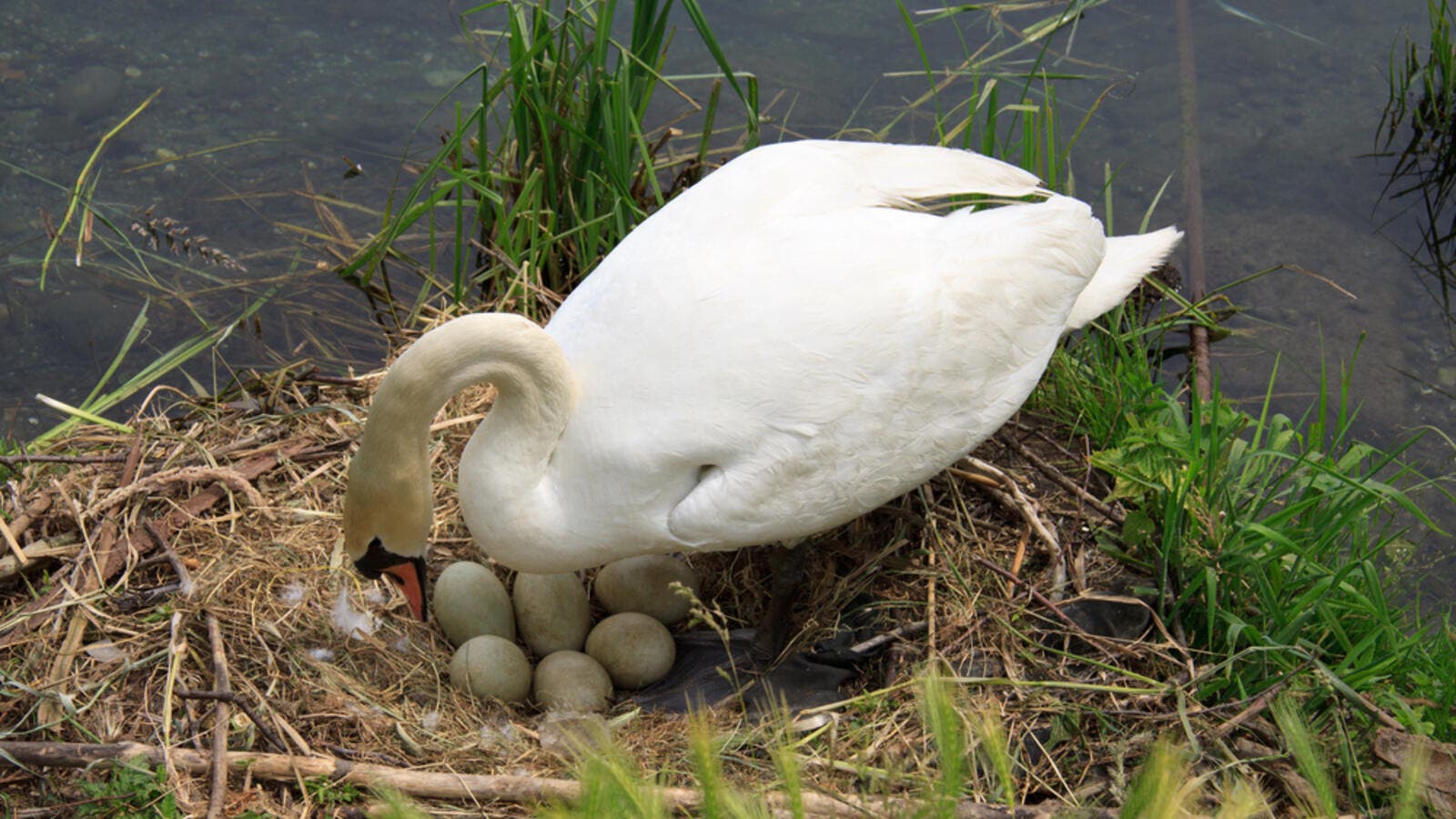 Cigno morto di crepacuore 