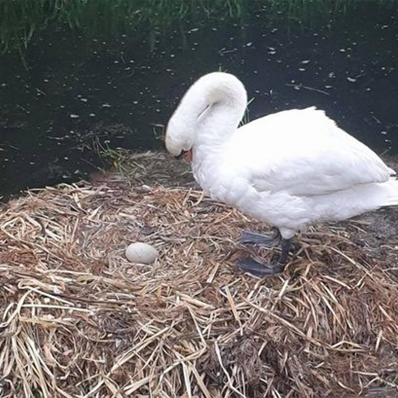 Cigno morto di crepacuore