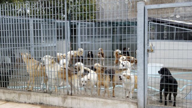 Bambina aggredita da due cani a Mappano