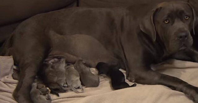 Mastino napoletano parto 21 cuccioli