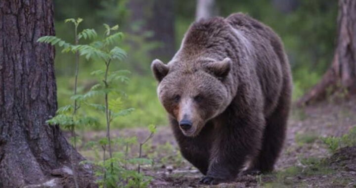 Ordinanza in Trentino: è stato deciso di far abbattare l'orso - Bigodino