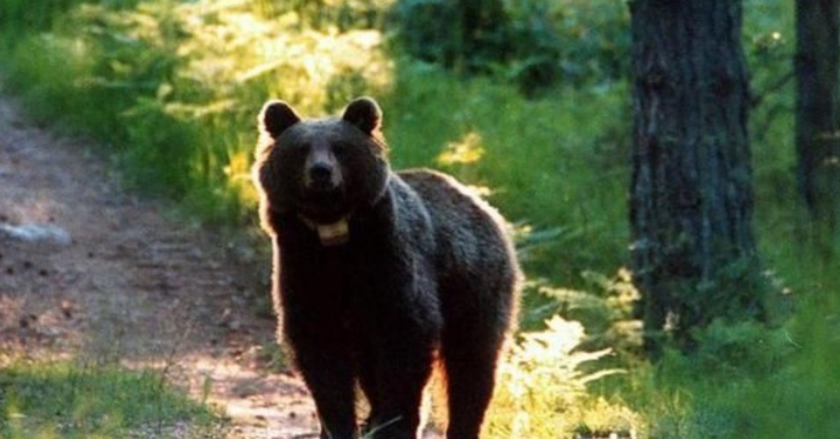 Orso attacco padre e figlio