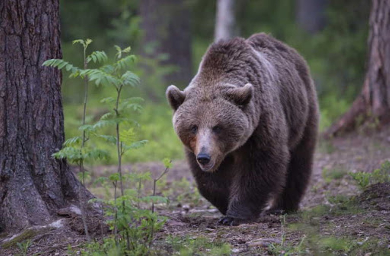 Orso attacco padre e figlio 