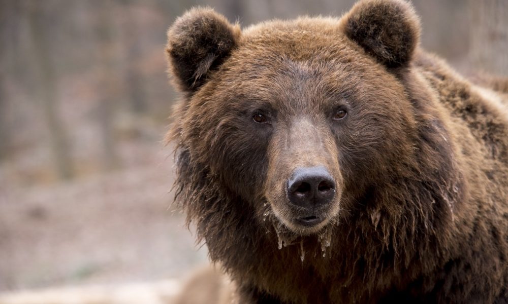 Orso attacco padre e figlio