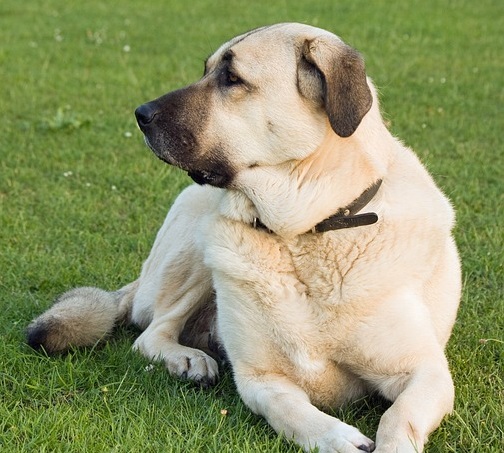 Cane malato dal veterinario