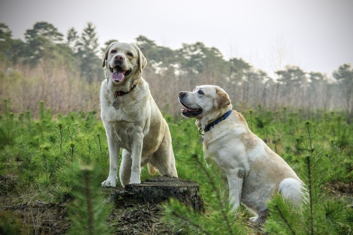 Alimenti tossici per cani