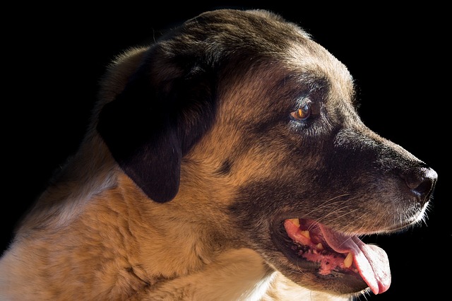 Cane in pericolo di vita