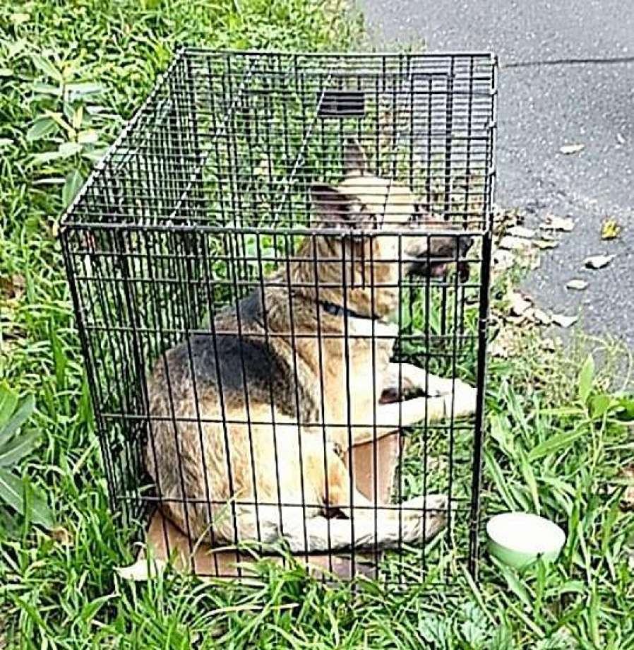 Cane senza acqua e cibo