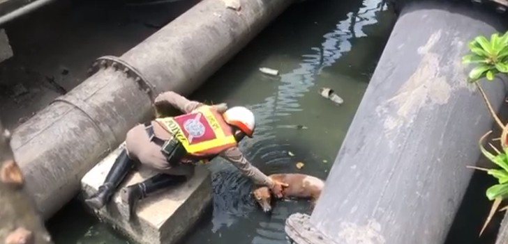 Cane soccorso in un canale