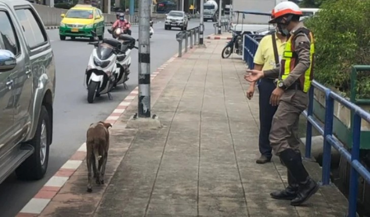 Agenti di polizia salvano cani randagi