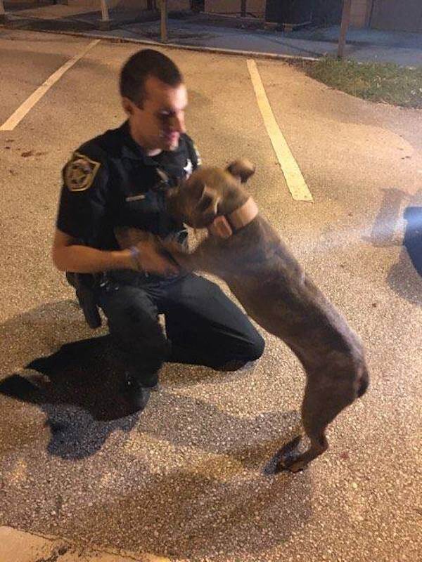 poliziotti salvano 2 cani abbandonati