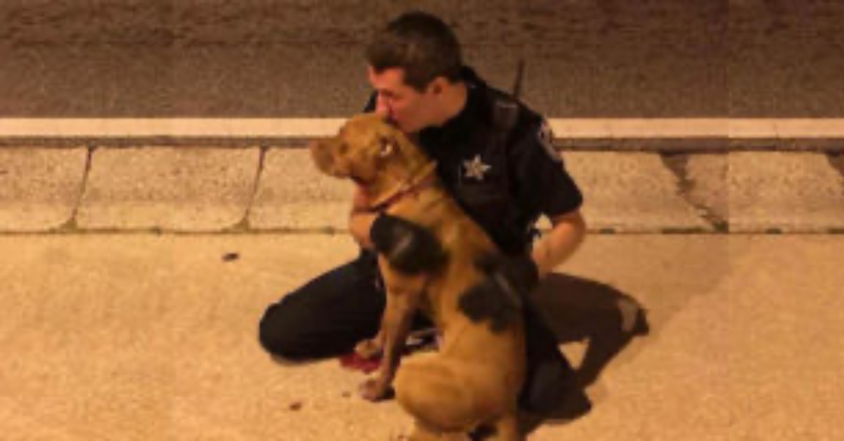 poliziotti salvano 2 cani abbandonati