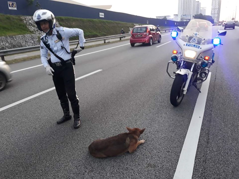 Royal Malaysia Police salva un cane