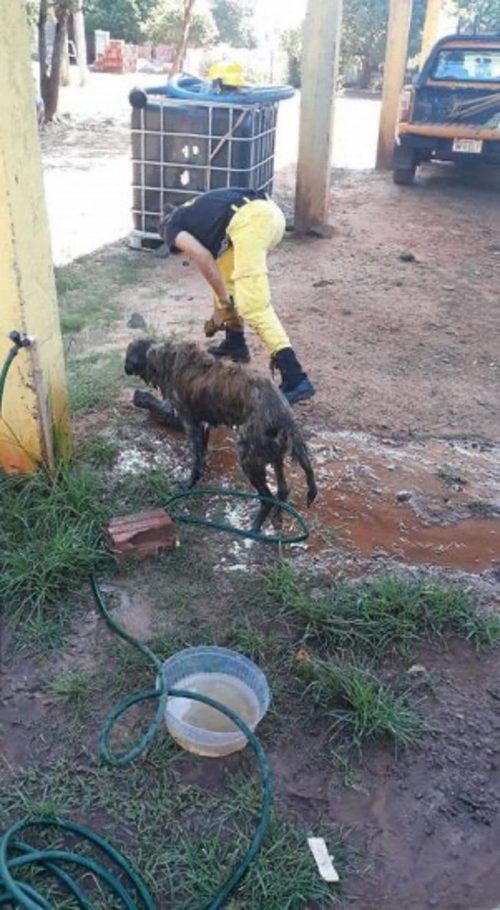 Il cane dopo il salvataggio