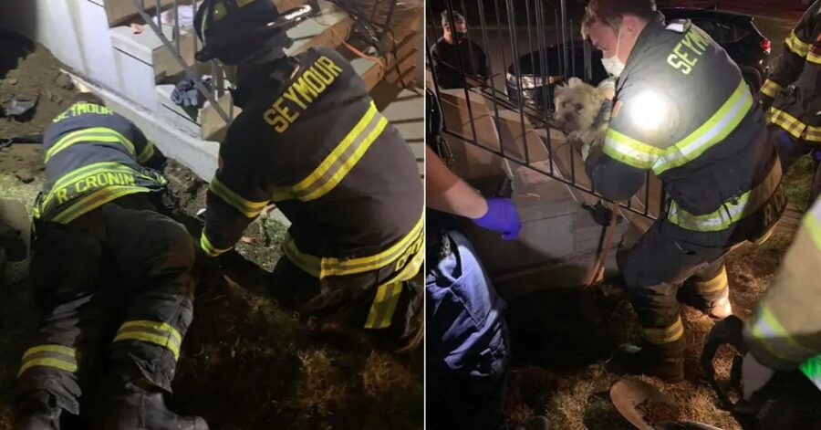 Pompieri salvano cane