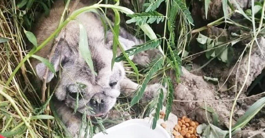 Cane abbandonato perché non più carino