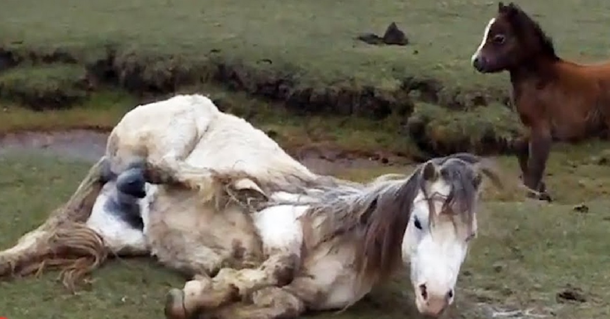 Puledro accanto alla mamma