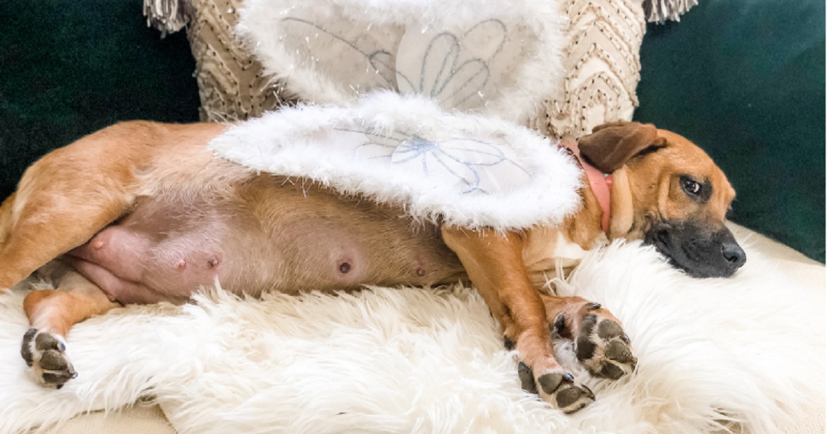 Cagnoline incinte fotografate