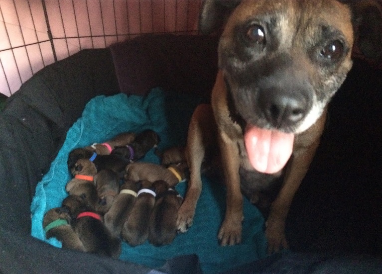 Cagnolina con i cuccioli