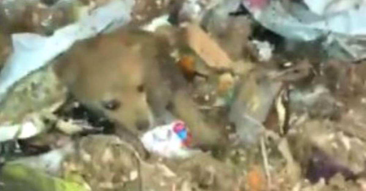 Il salvataggio di un cagnolino gettato nella spazzatura (VIDEO)