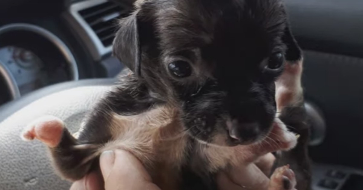 Cucciolo abbandonato perché diverso: salvato da un passante