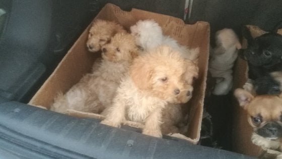 scoperto traffico di cuccioli dall'est Europa a Lodi