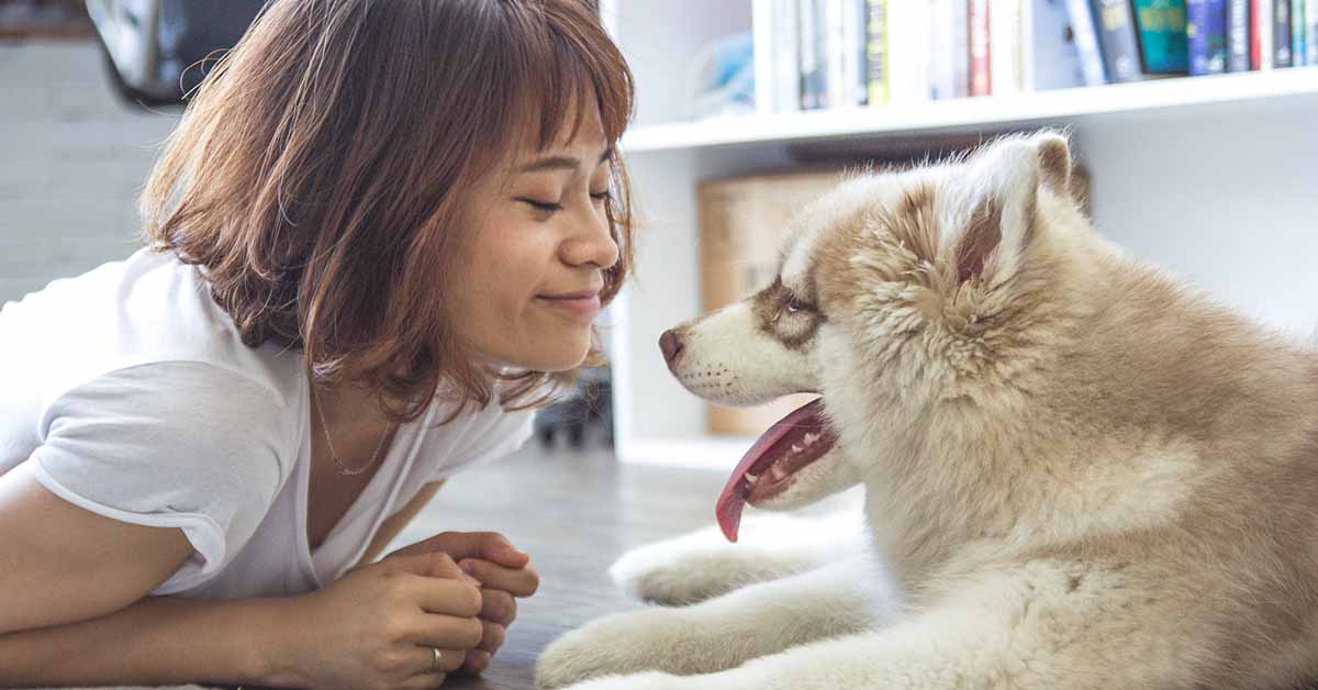 Perché non dovresti mai prendere un cane, se non vuoi innamorarti