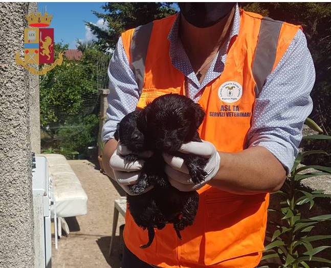 Sequestrato un canile casolare a Taranto