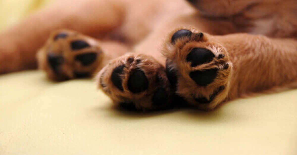 Torrenova, cane picchiato e sotterrato: denunciato 85enne