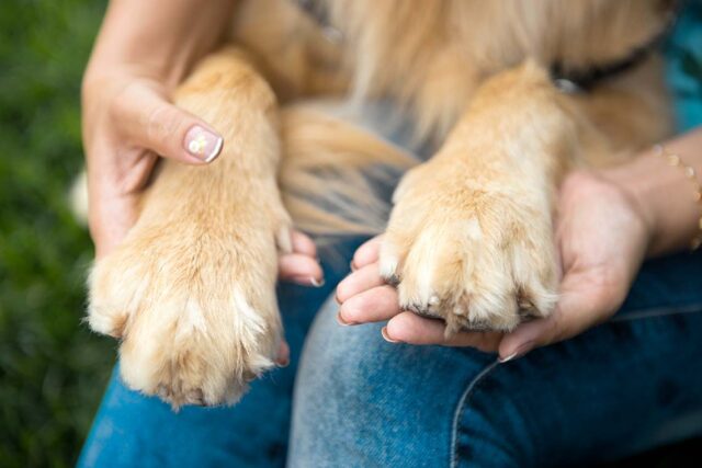 Cane picchiato e sotterrato a Torrenova