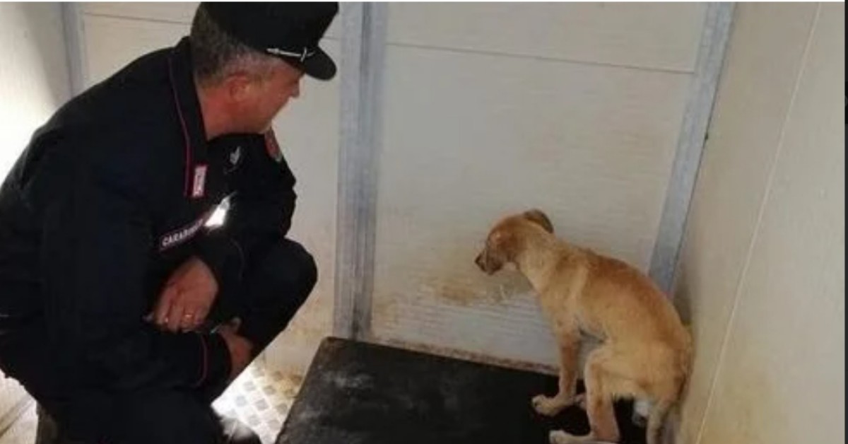 Trebisacce, cane abbandonato con la zampa fratturata: salvato dai Carabinieri