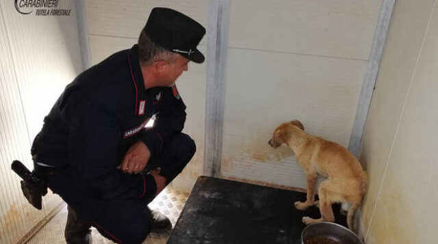 Cane salvato dai carabinieri di Trebisacce