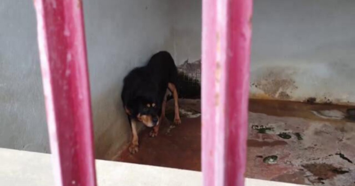 Tyson, il cane imprigionato per 5 anni in un canile lager, è stato adottato