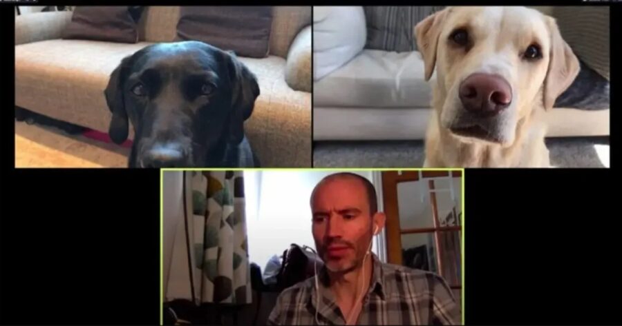 Cani in videochiamata