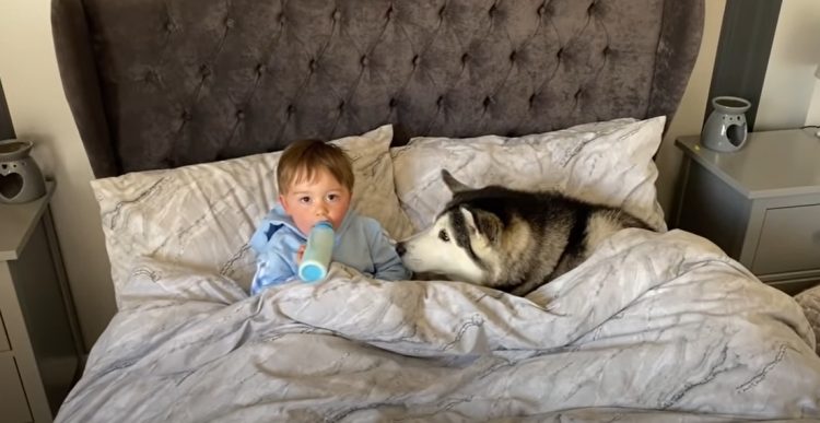 Cane e bambino sotto le coperte