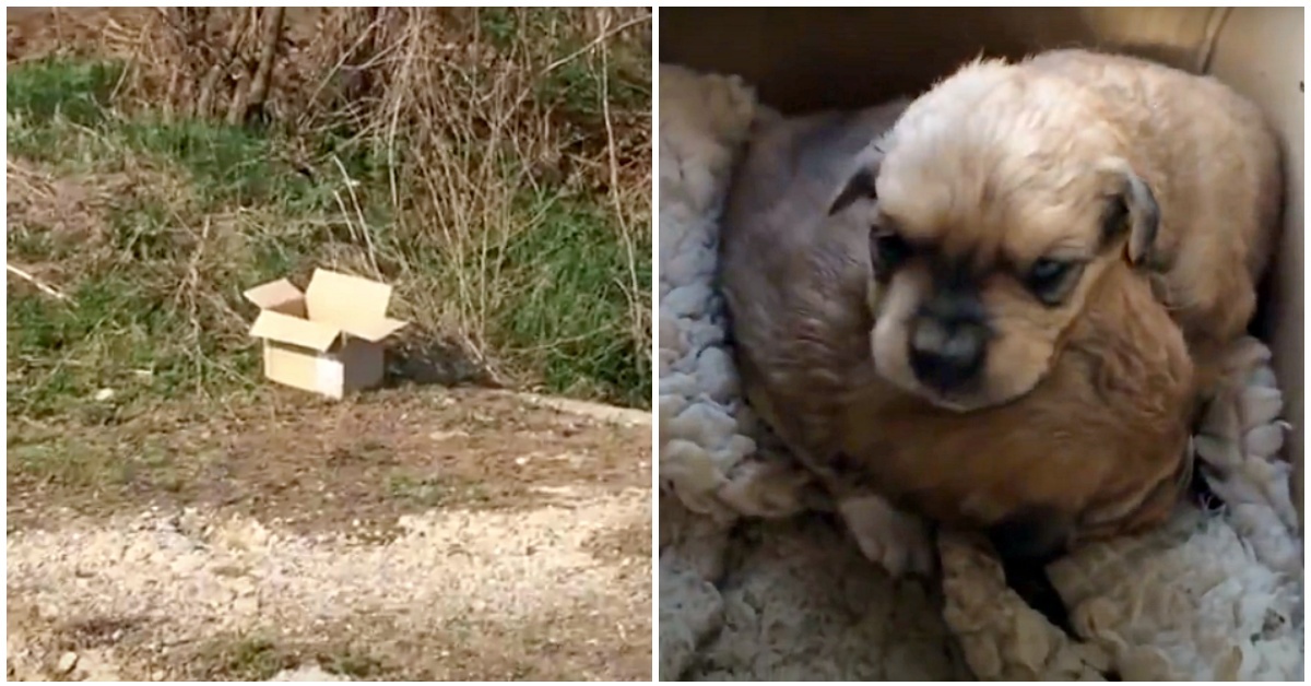 volontari trovano 2 cucciole abbandonate