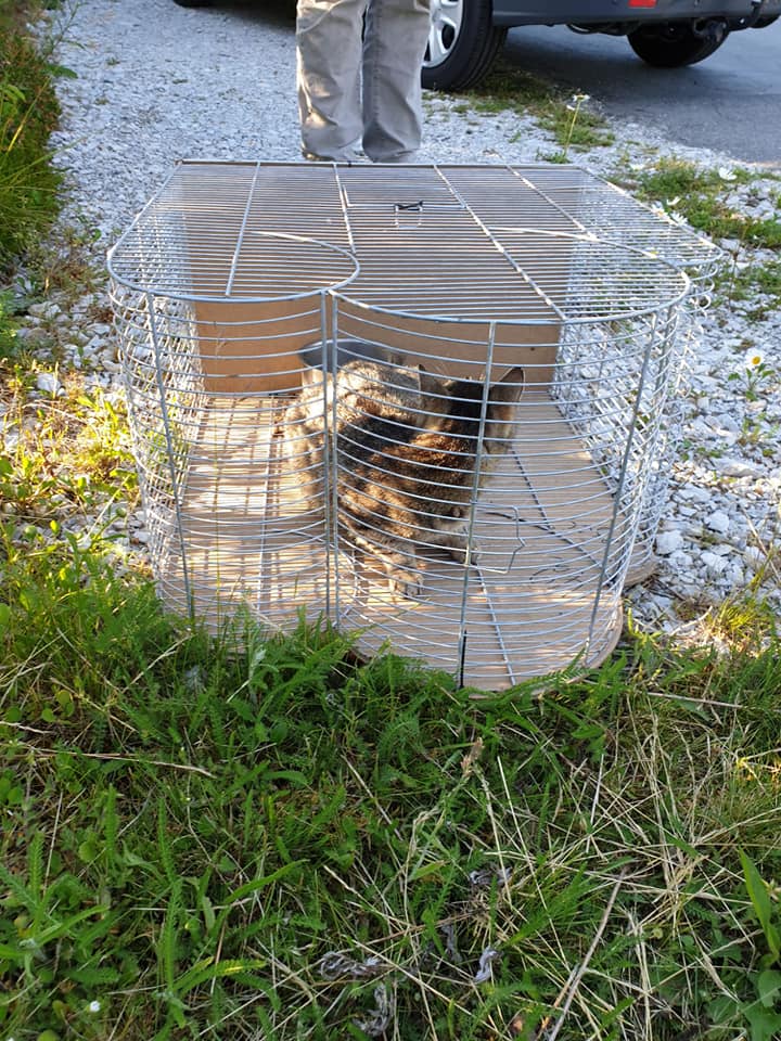 Gabbia per uccelli trovata fuori un rifugio