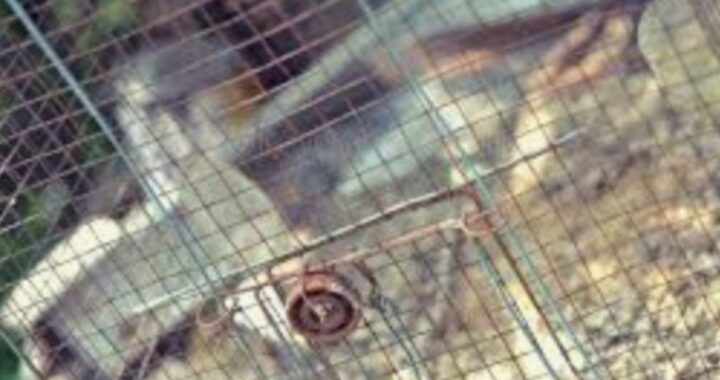 Gabbia per uccelli trovata fuori un rifugio