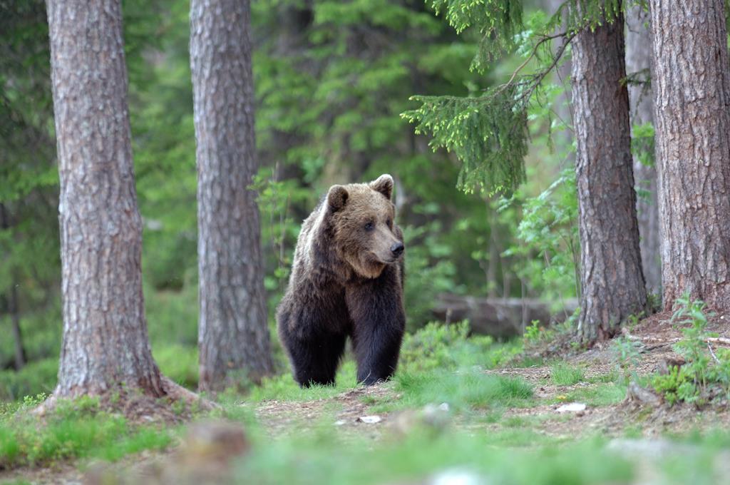 Wwf e la petizione orso