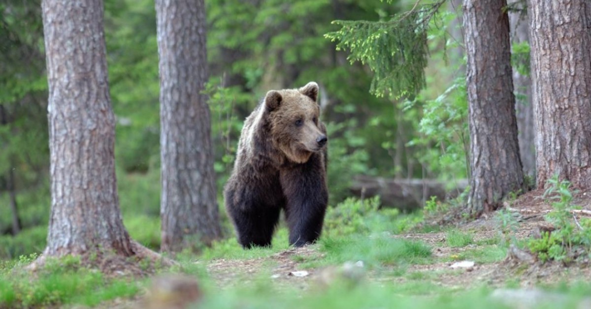 Orso del Trentino: Alessandro Gassmann si dichiara contro e il Wwf lancia una petizione