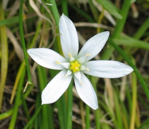 fiore di bach