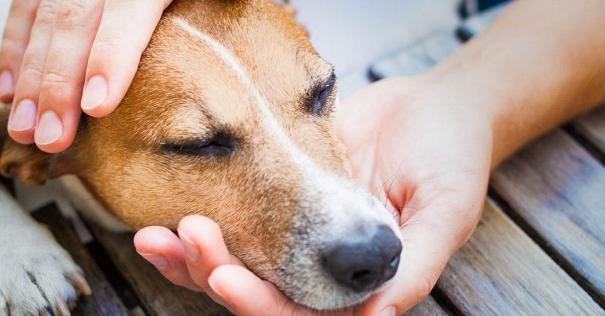 Il rifugio per animali aperto da un ragazzo