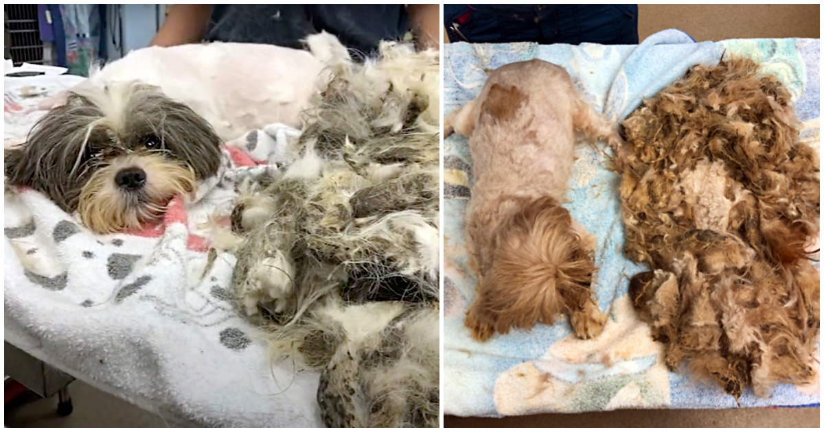 Trovati e curati 61 cani