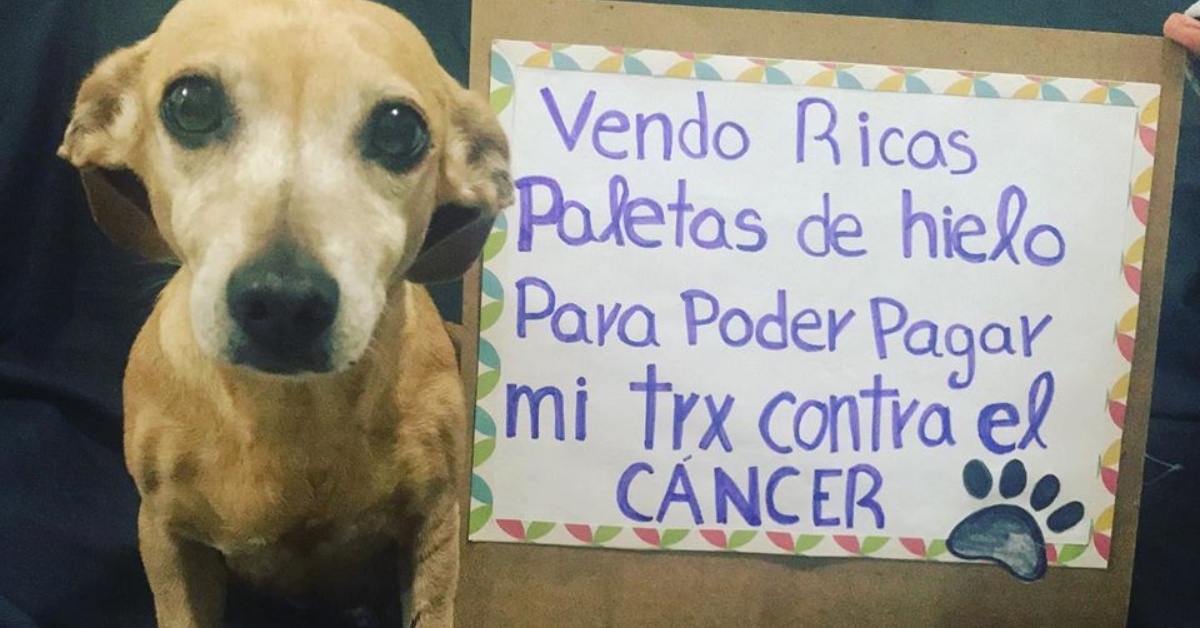 Becky, la cagnolina che per curare il suo tumore vende gelati