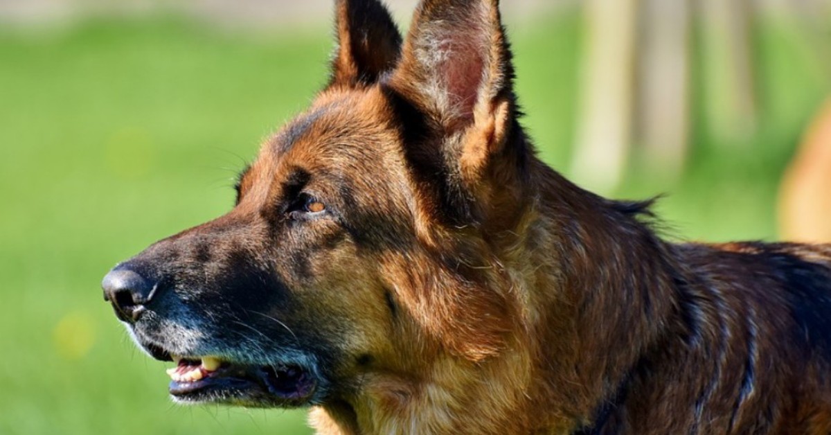 Bridger Walker, il bambino eroe che ha salvato la sorella dall’aggressione di un cane