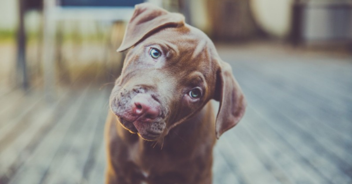 Ecco i motivi per i quali il vostro cane inclina la testa quando gli parlate