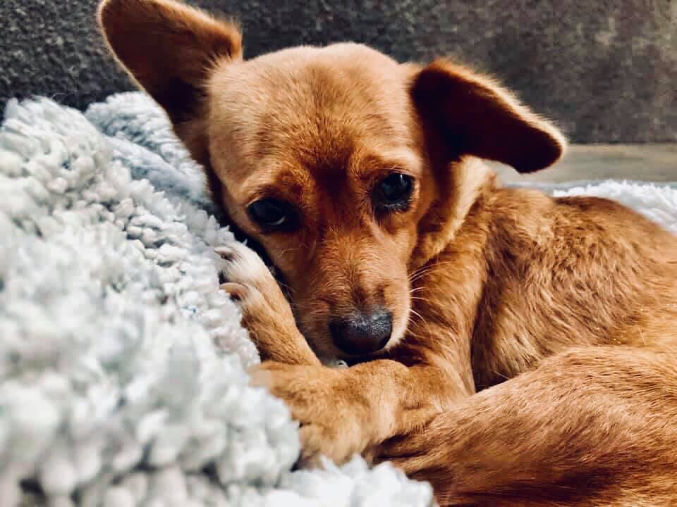 Cécile e il cane fedele